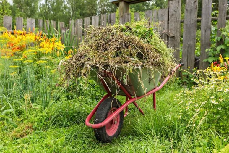 Wheelbarrow filled with garden waste and weeds - Skip Hire Bury St Edmunds